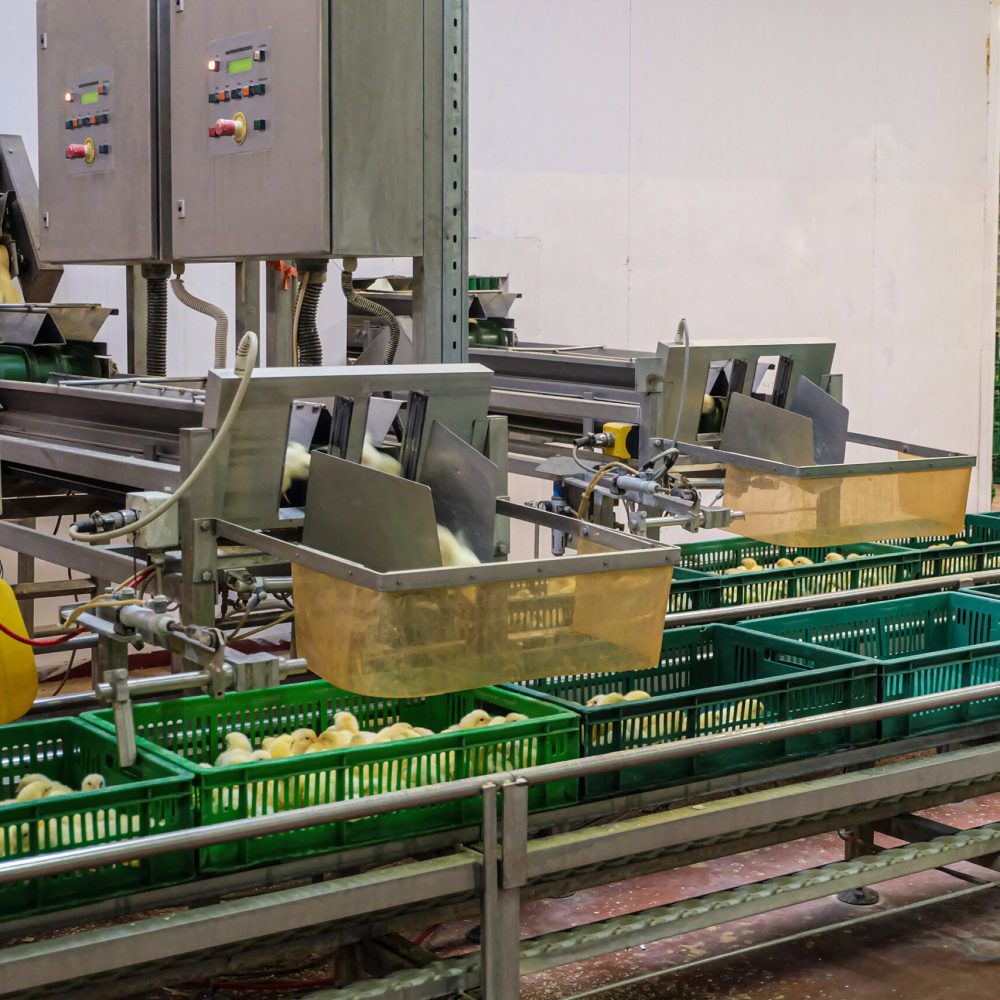 Belt conveyor for counting and sorting chicks. Conveyor line of agro-industrial hatchery. Unloading chicks into baskets.